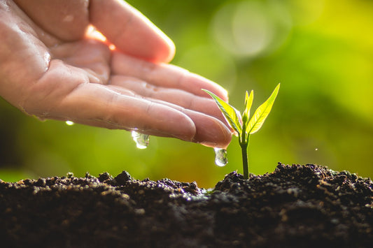 A hand watering a small green plant sprout with droplets of water, set against a blurred, lush green background. The soil is dark and moist, indicating a setting of growth and nurturing.